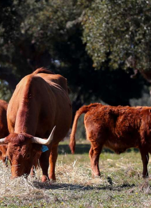 Energias renov&aacute;veis, sustentabilidade, energia solar, energia e&oacute;lica, transi&ccedil;&atilde;o energ&eacute;tica, ambiente