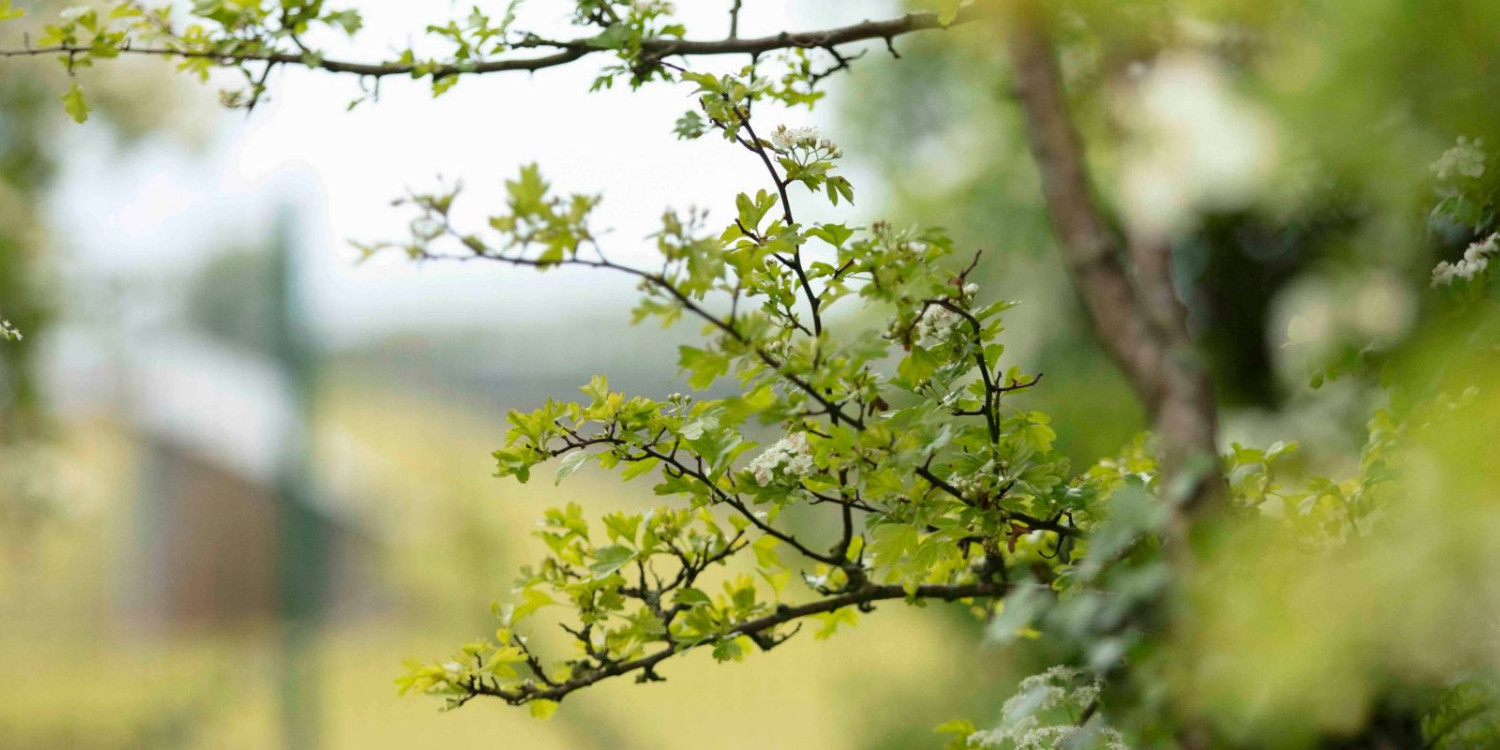 Projetos solares centralizados e paisagem: como pode o design minimizar o impacto visual e ambiental?