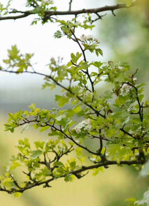 Projetos solares centralizados e paisagem: como pode o design minimizar o impacto visual e ambiental?