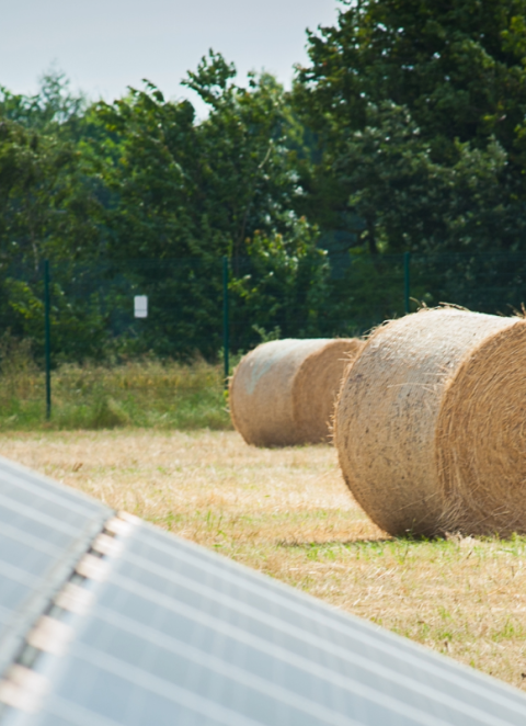 Solar + Agricultura: como os projetos agrivoltaicos apoiam os agricultores e a economia rural?